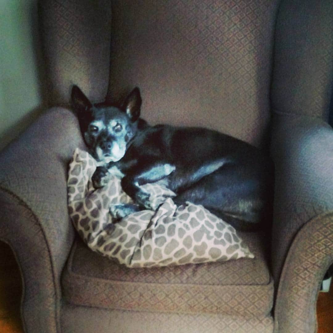 リチャード・ルッコロのインスタグラム：「Rest in peace sweet #angel 😇 Nelly. You brought nothing but happiness and peace and love into our hearts and world for almost thirteen years. Thank you for finding us #rescuedog. Now go get those squirrels up there! Love you.」