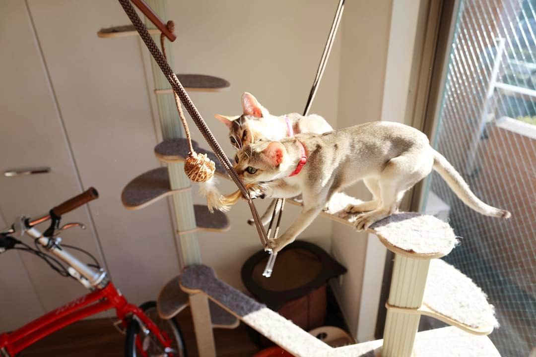 jill&titi&luna&lillyのインスタグラム：「☆ ☆ はい、共同作業😻😻おいっちにーおいっちにー ☆  #猫  #にゃんこ  #関東にゃんこ部  #アビシニアン  #ロシアンブルー  #シンガプーラ  #catsofinstagram  #cats  #catstagram  #russianblue  #singaporecat  #singapore  #abissinian  #catlovers  #ねこ部  #ペコねこ部  #写真好きな人と繋がりたい  #カメラ好きな人と繋がりたい  #フィルター越しの私の世界  #一眼レフ  #シンガプーラ  #アビシニアン  #ロシアンブルー  #ねこまみれ  #にゃんすたぐらむ  #ねこ部  #ふわもこ部  #ファインダー越しの私の世界  #pecon」