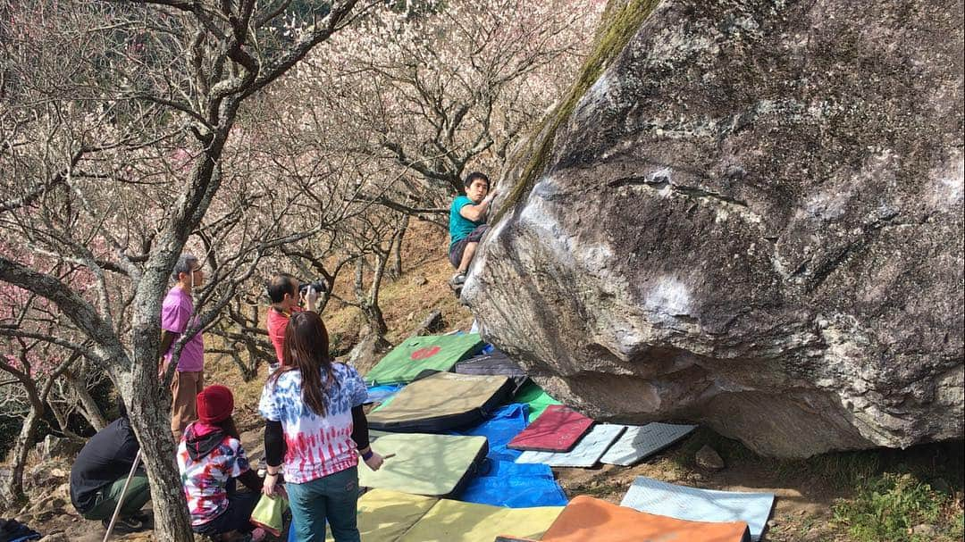 植田夢月さんのインスタグラム写真 - (植田夢月Instagram)「Last Saturday, I went climbing to Yugawara with @easyoar and @o.hisaru . Until noon, we enjoyed small boulder. ＊ There are hundreds of ume(plum) trees and they were in almost full bloom. Such a lovely place! ＊ I could send "Pipeline"/ V7 and "Kibune"/ V7. It was a fun! ＊ ＊ 土曜日は、大谷さんと大橋さんに湯河原に連れて行って頂きました。 ＊ 午前中はまずボルダー。七分咲きの梅の中、ポカポカの陽光の下で貝殻岩を楽しみました。癒されたー☺️ ＊ お二人にコツを教えて頂いたおかげで、パイプラインと貴船が登れました。4年くらい前に来たときは登れなかったからちょっと嬉しいなあ。 ＊ ＊ #flipflapを完登する大橋さん #を撮影する大谷さん #bouldering #ボルダリング #climbing #クライミング #climbing_pictures_of_instagram  #湯河原 #幕山 #貝殻岩」2月19日 21時46分 - dream_moco