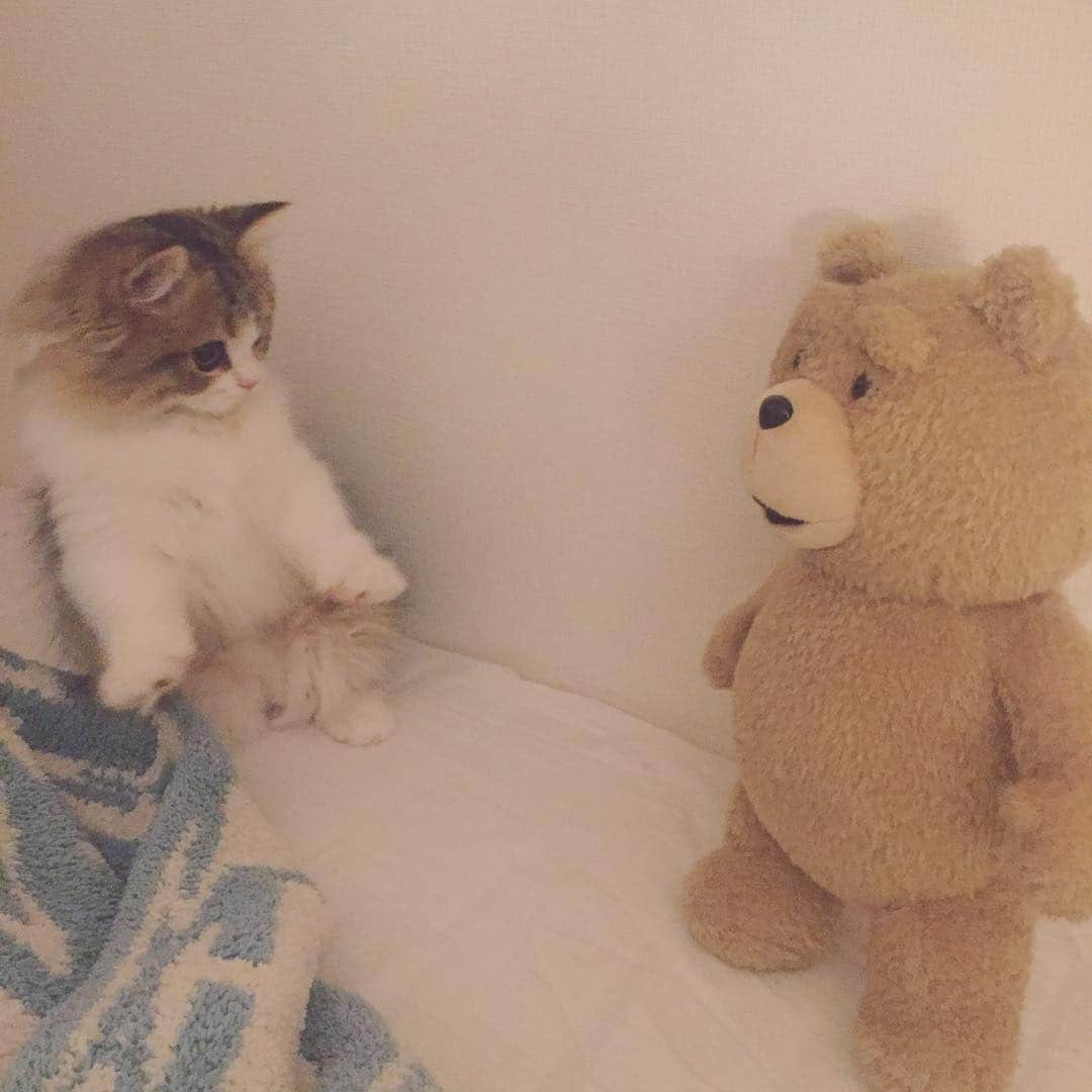 ぽんずのインスタグラム：「え？あなただれですか？！ なんでぼくの寝床にいるんですか？？ #ぽんずごと  #このあと飛びついてました」