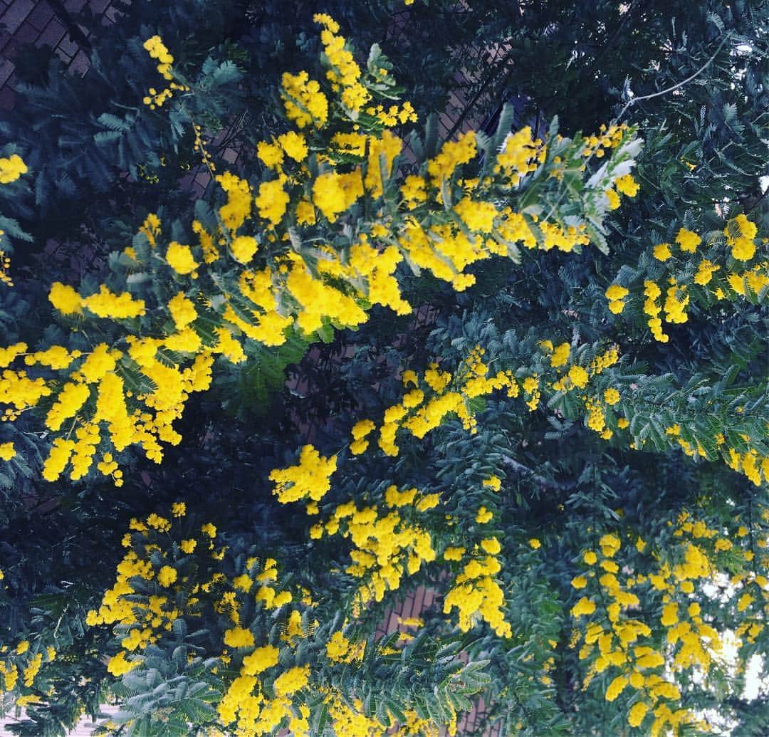 笛木優子のインスタグラム：「ミモザ💛🙌🏻」