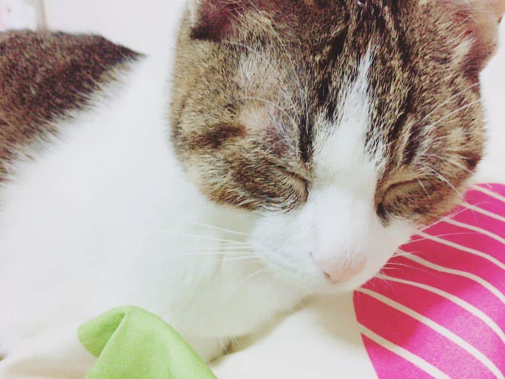 門田茉優さんのインスタグラム写真 - (門田茉優Instagram)「にゃんにゃんにゃん #cat #cute #猫の日」2月22日 20時15分 - mayu_kadota