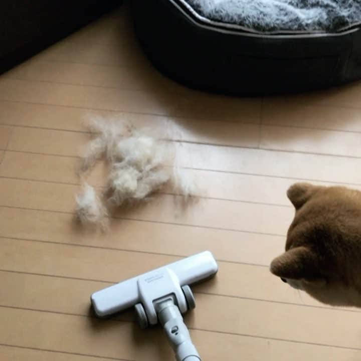 マロたんのインスタグラム：「ママとマロ毛の戦いエンドレス #柴犬 #shiba #shibainu  #weeklyfluff #ilovemydog #cute #love #kawaii #BoomerangOfTheWeek」