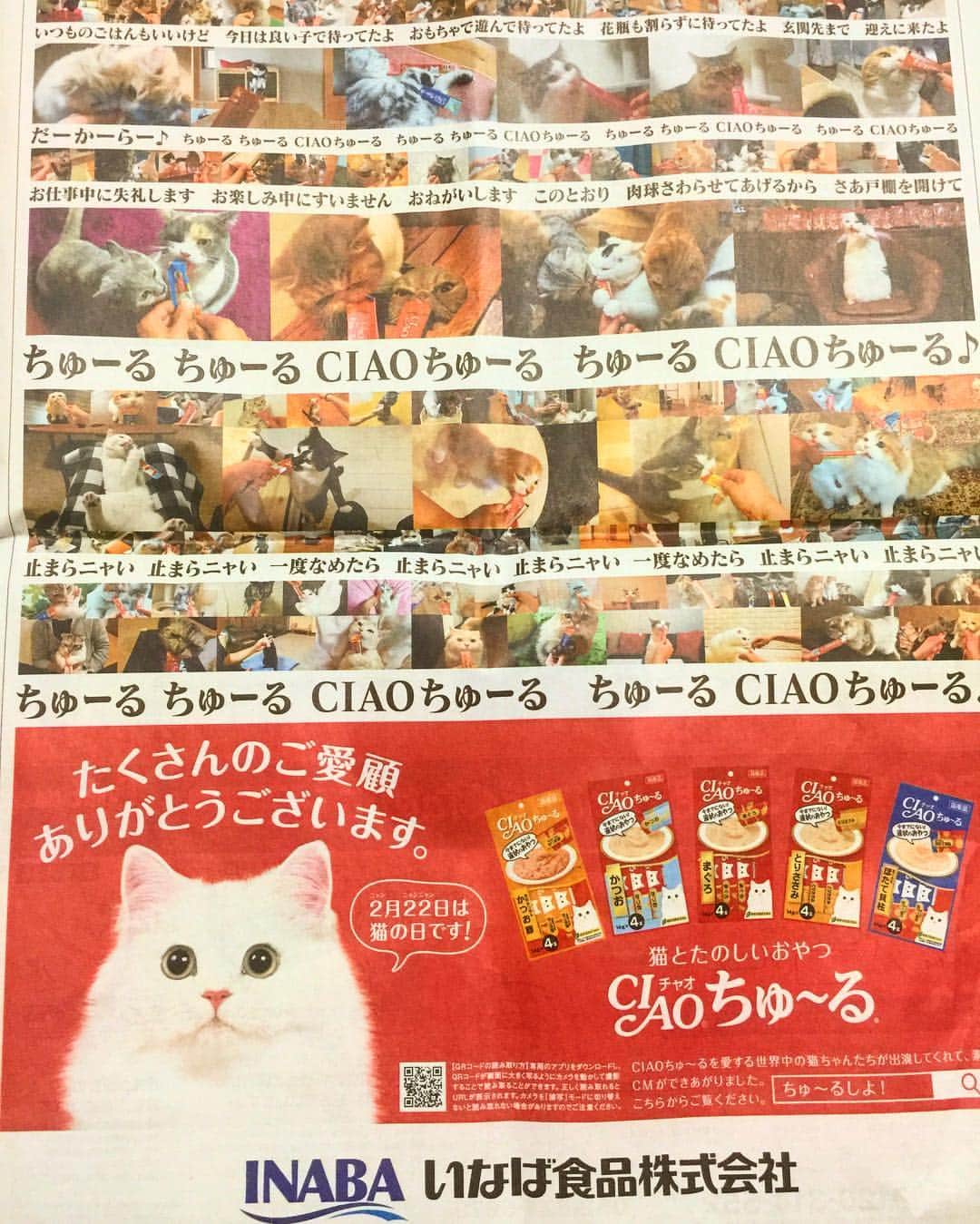 さなちゃろうのインスタグラム：「本日2/22 讀賣新聞の朝刊20ページに俺が載ってるにゃ💓  みんな見つけられるかにゃあ🔍👀💡 #cat #チンチラゴールデン #猫の日 #ちゅーるプリンス」