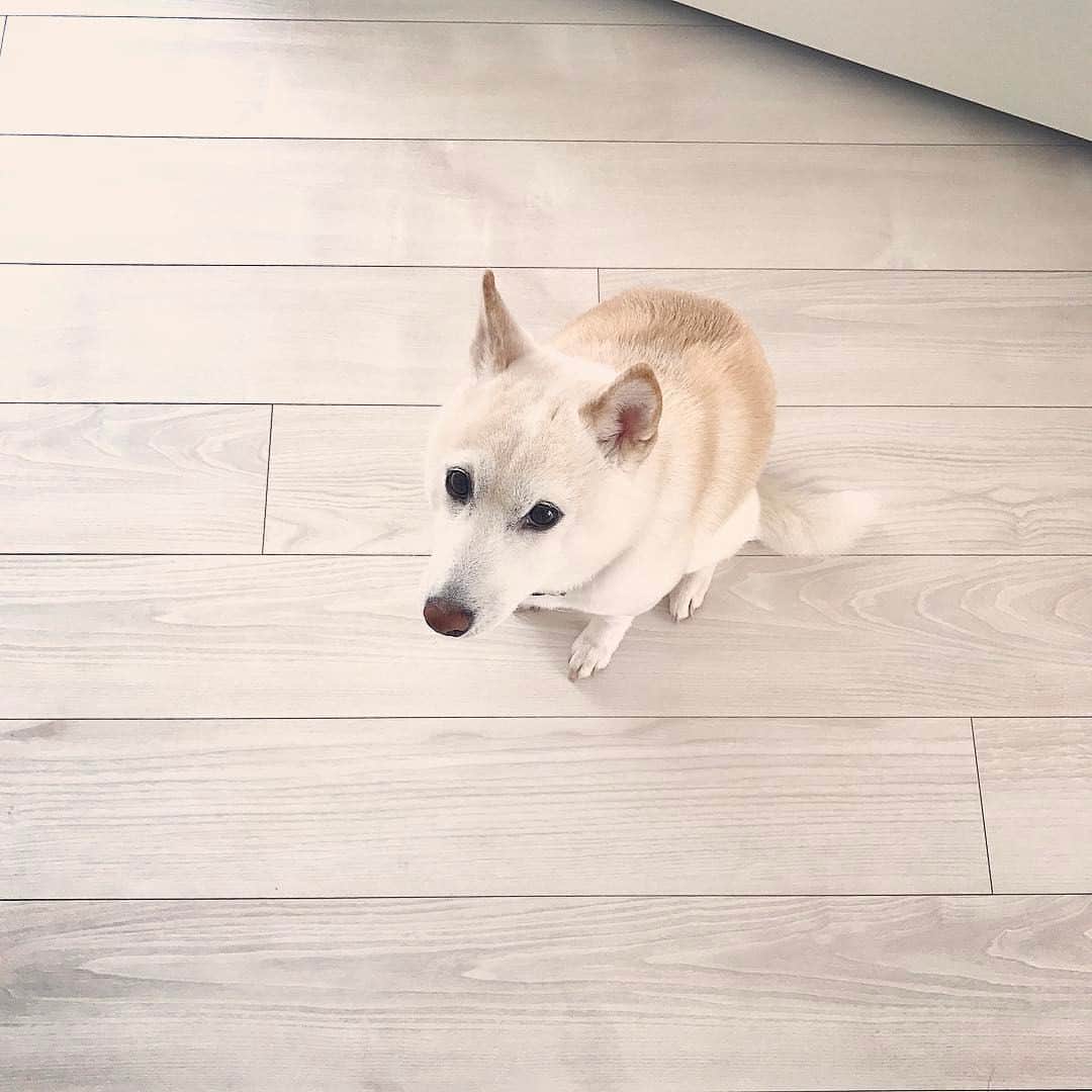さくぽて（高垣麗子）のインスタグラム：「最近甘えん坊のさくら☘ #sakupote #さくぽて #さくら #ぽてこ #sakura #poteko #柴犬 #しばいぬ #shiba #inu #shibainu #犬 #dog #豆柴 #love #happy #cute」