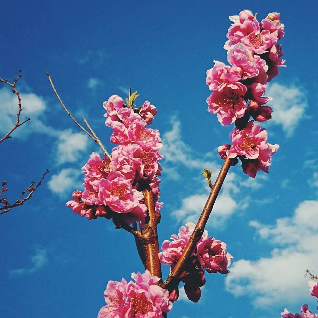 伊藤蘭さんのインスタグラム写真 - (伊藤蘭Instagram)「🌸 おはようございます✨ ご機嫌いかがでしょう⤴ 春分の日は自然をたたえ 生物を慈しむ日なんですってね… 改めて知りました。 寒すぎるのは、かなわないけど四季があるって やっぱりしみじみ有難いです😌  #Goodmorning #春分の日 #桃 #青空」3月20日 8時34分 - ranito_official