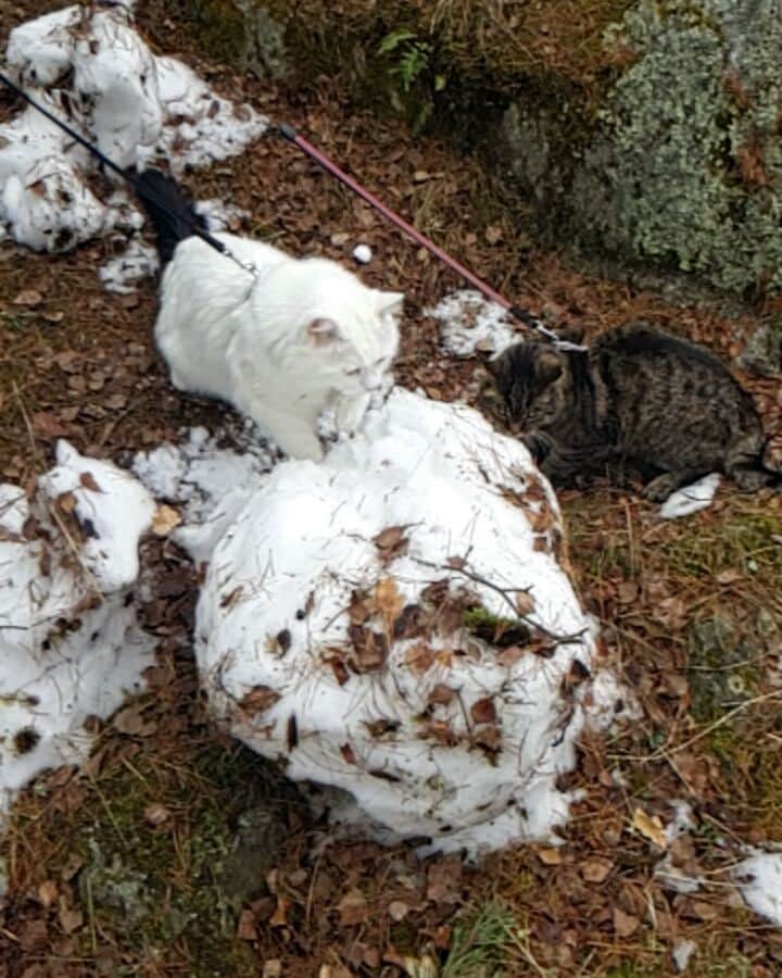 Swedish Cat Mafiaのインスタグラム：「I'm sorry Fnatte. I think Winter is breaking up with you.... .」