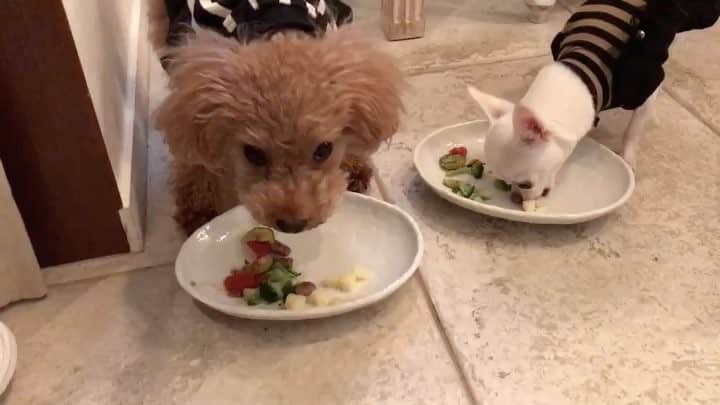 Dog's Life PANNAのインスタグラム