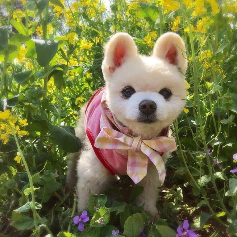 俊介君のインスタグラム：「Spring is here」