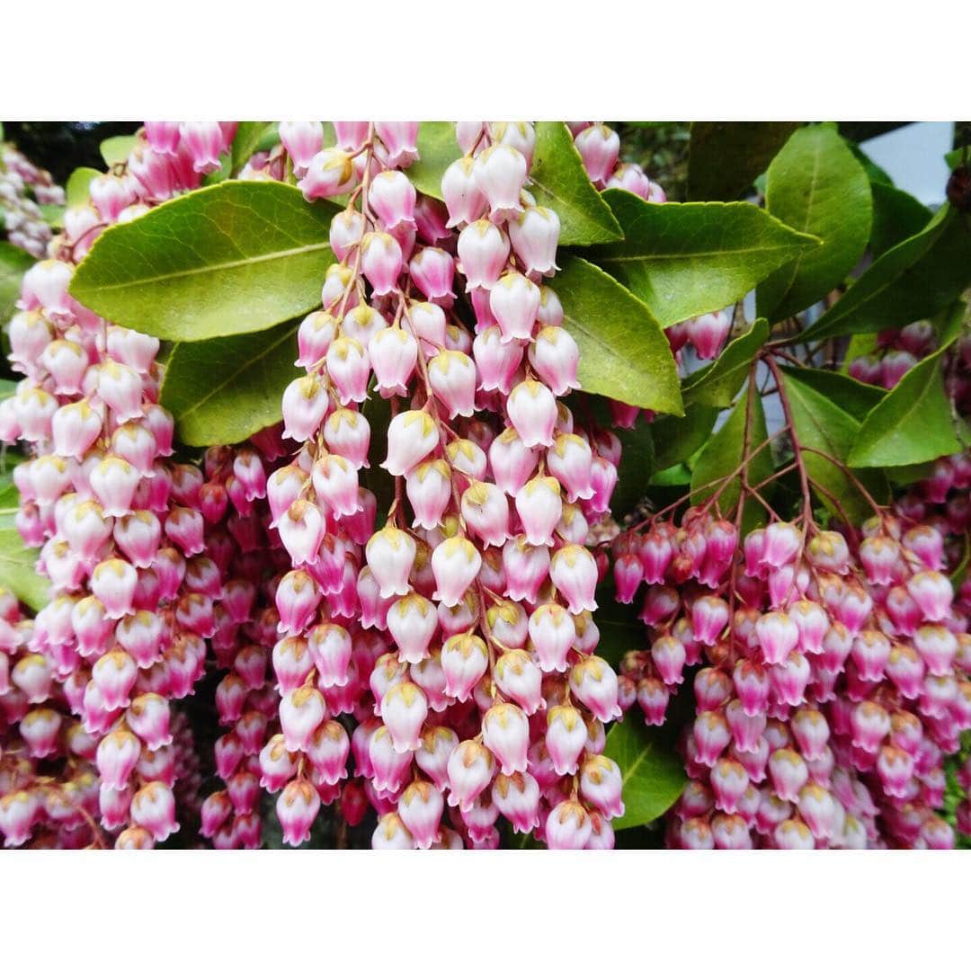 イレーネのインスタグラム：「熊野本宮大社にて 馬酔木の花が綺麗に咲いていました  #hiking #trekking #kumanokodo #kumanohongutaisha #熊野古道 #熊野本宮大社 #馬酔木 #アセビの花 #アセビ」