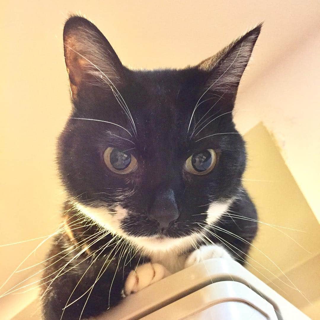 のインスタグラム：「「雨の連休明けよ、さあ、いいこと？ だましだましいくのよ」  #猫  #ねこ  #ネコ  #ペット  #cat」