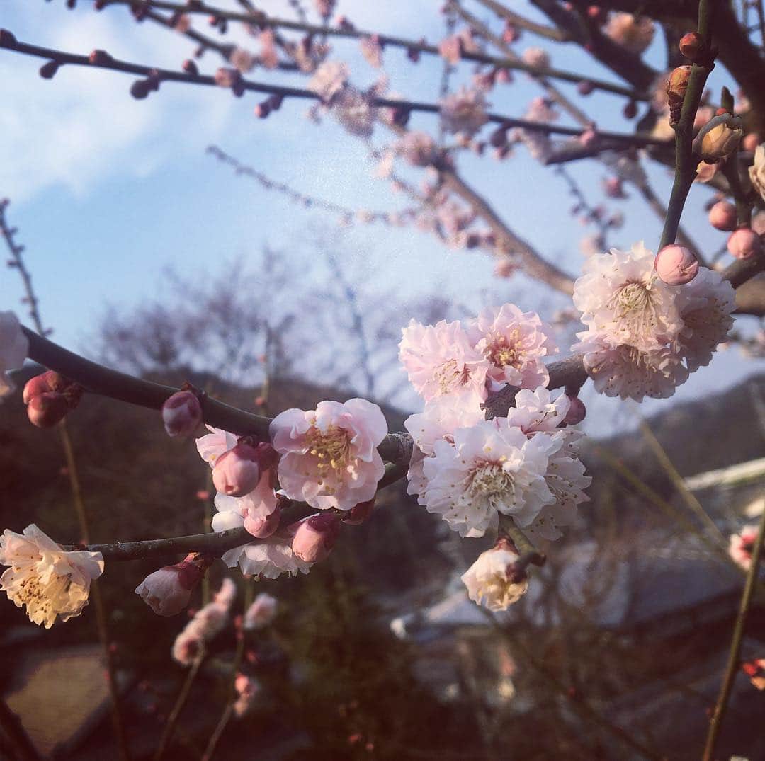 遠藤未菜のインスタグラム：「梅  梅干しきらいだけど 梅の花かわいい♡  #お散歩 #梅の花 #梅干しきらい #ピンク」