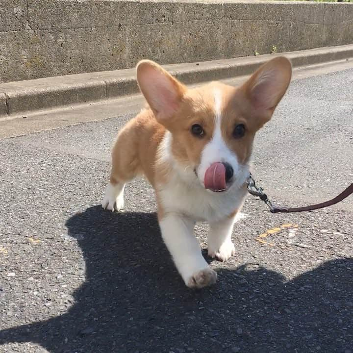 NARA and ABBYのインスタグラム：「マイロ、散歩の特訓中でーす！ ・ ・ Milo's walk 🐾🐾🐾」