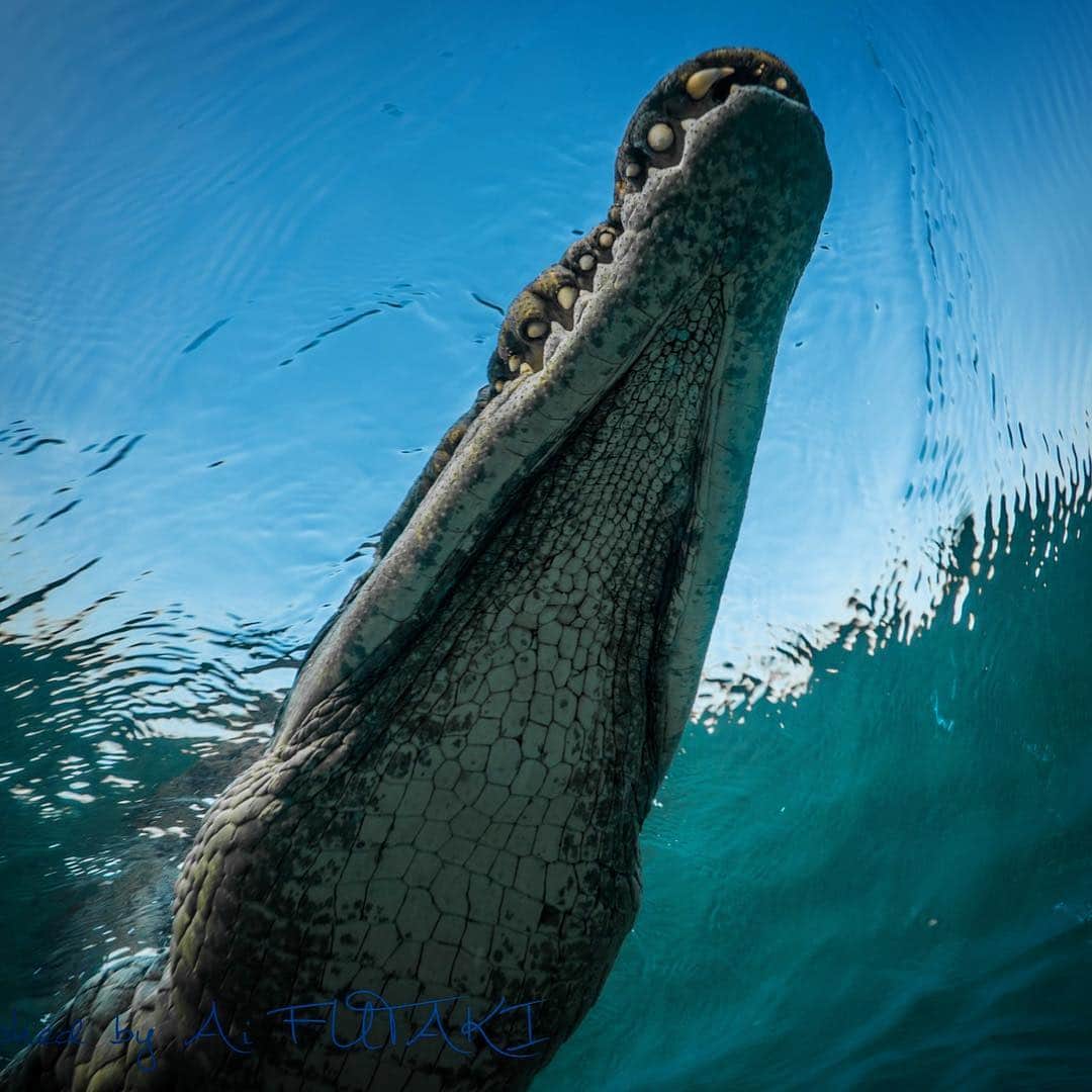 二木あいさんのインスタグラム写真 - (二木あいInstagram)「not an usual view, I guess!? 🐊🐊 photographed by Ai FUTAKI #crocodile #ワニ #underwater #blancpain #blancpainjapan #bewet #breierfins #nauticamhousing #spheramask #ドキドキ」3月23日 6時10分 - aifutaki
