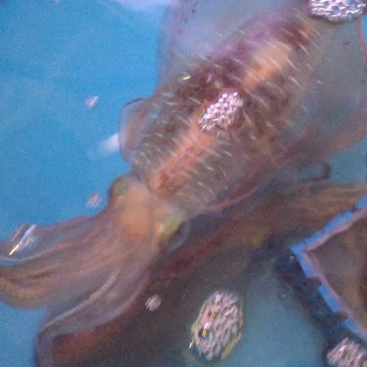 知床漁場 吹田店のグルメインスタ