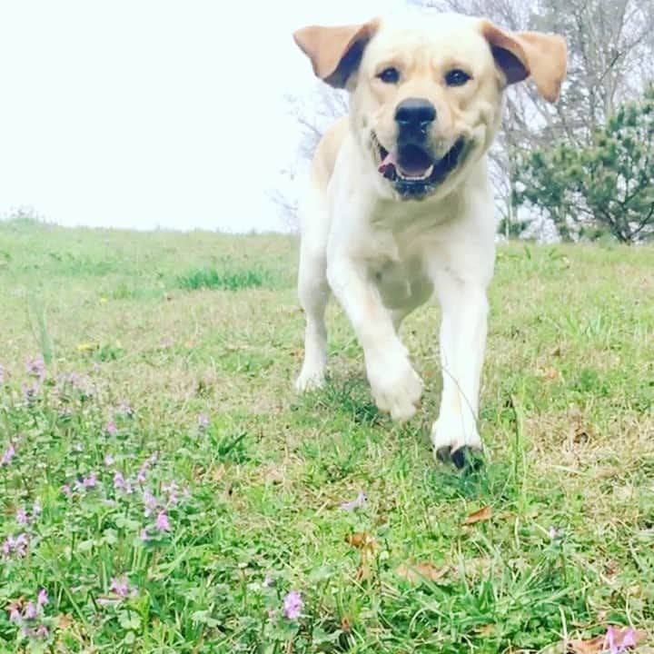 Huckのインスタグラム：「Tryna get through this Monday likeee 😛🐾🌸☀️ #happyhuck #tonguesoutsunsout #labphotooftheday #labsofinstagram #retrieversgram #springfever #talesofalab #fab_labs_ #labrador_class #worldofmylab #thelablove_feature #worldoflabs #yellowlaboftheday #yellowlabsofinsta #laboftheday」