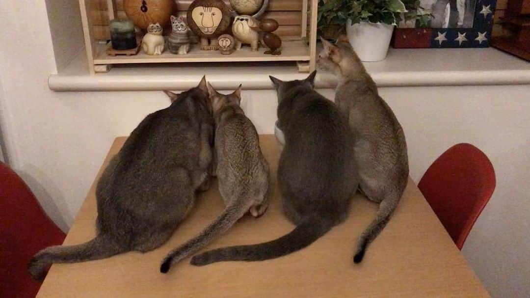 jill&titi&luna&lillyのインスタグラム：「☆ ☆ 仲良く水飲み♡ ☆  #猫  #にゃんこ  #関東にゃんこ部  #アビシニアン  #ロシアンブルー  #シンガプーラ  #catsofinstagram  #cats  #catstagram  #russianblue  #singaporecat  #singapore  #abissinian  #catlovers  #ねこ部  #ペコねこ部  #写真好きな人と繋がりたい  #カメラ好きな人と繋がりたい  #フィルター越しの私の世界  #一眼レフ  #シンガプーラ  #アビシニアン  #ロシアンブルー  #ねこまみれ  #にゃんすたぐらむ  #ねこ部  #ふわもこ部  #ファインダー越しの私の世界  #pecon」