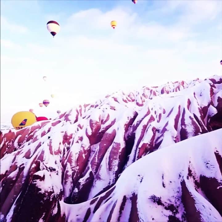 ANIMALS OVER PEOPLEのインスタグラム