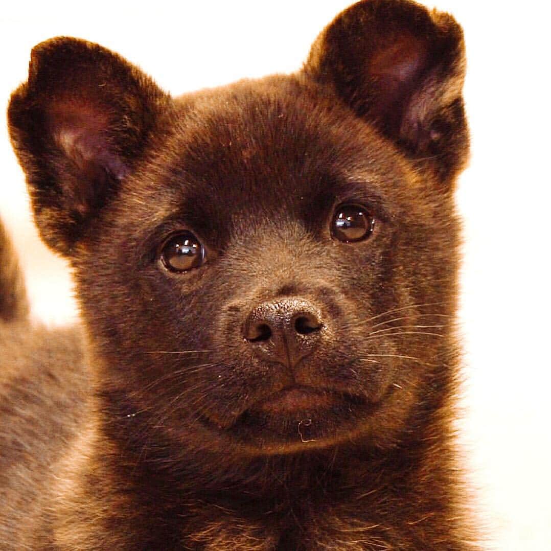 天才 志村どうぶつ園さんのインスタグラム写真 天才 志村どうぶつ園instagram 日本犬の里 甲斐犬ぺろみの赤ちゃん 目がくりくり 志村どうぶつ園 日本犬の里 日本犬 甲斐犬 赤ちゃん Cute おめめくりくり ぺろみ 3月2日 12時50分 Minnano Zoo Ntv