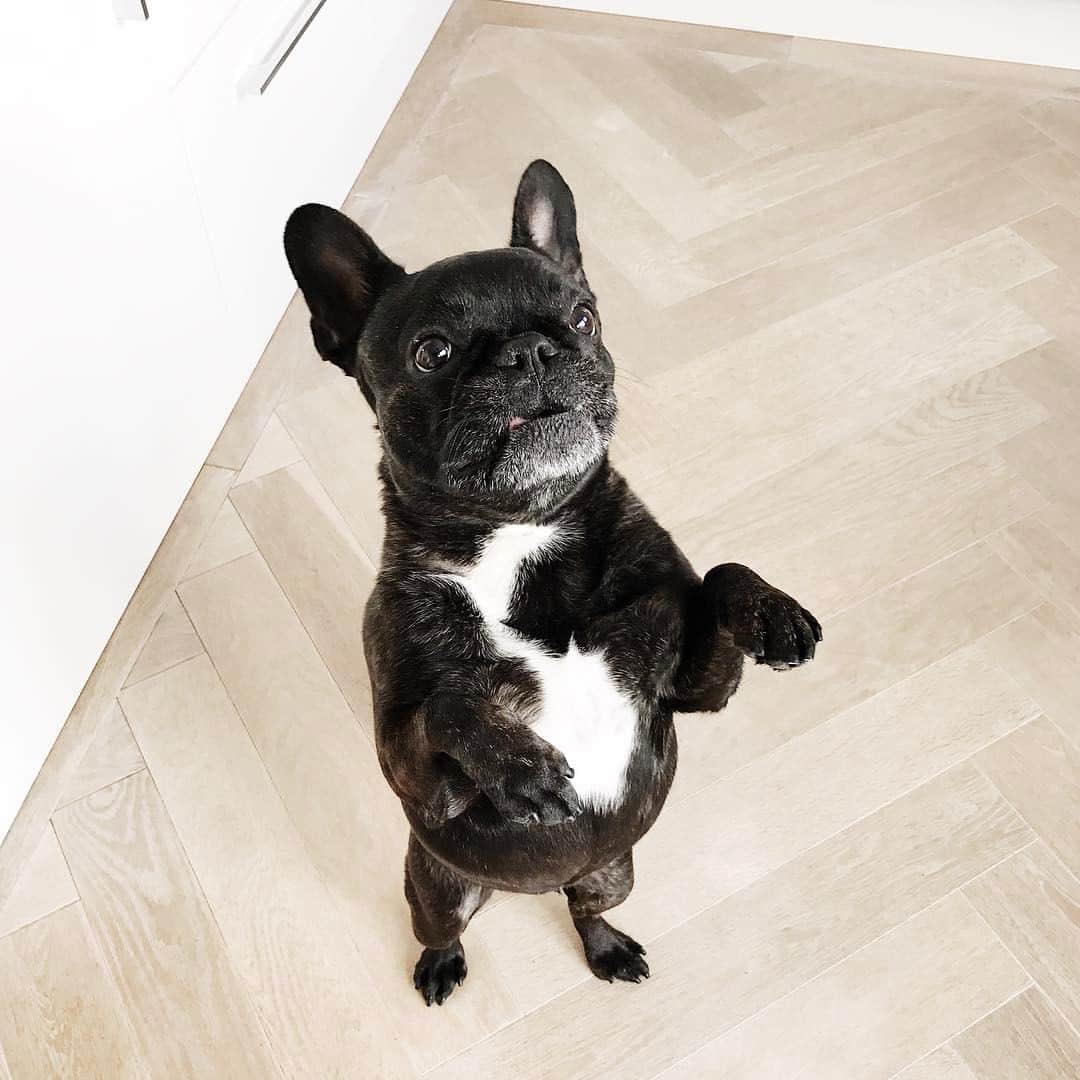 のインスタグラム：「Begging for food as always 🍏」