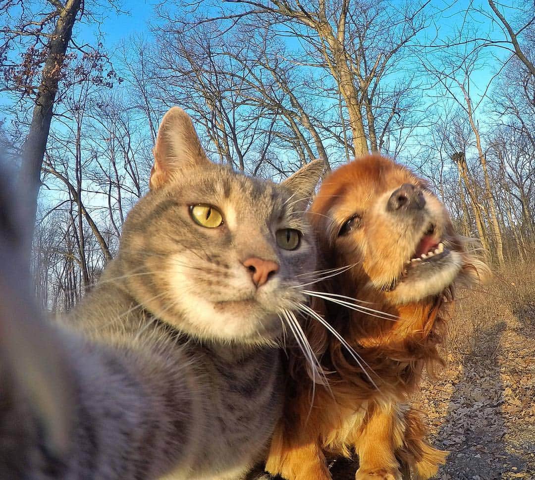 マニーのインスタグラム：「😹🌱 When the dog eats your catnip.. #GoPro」
