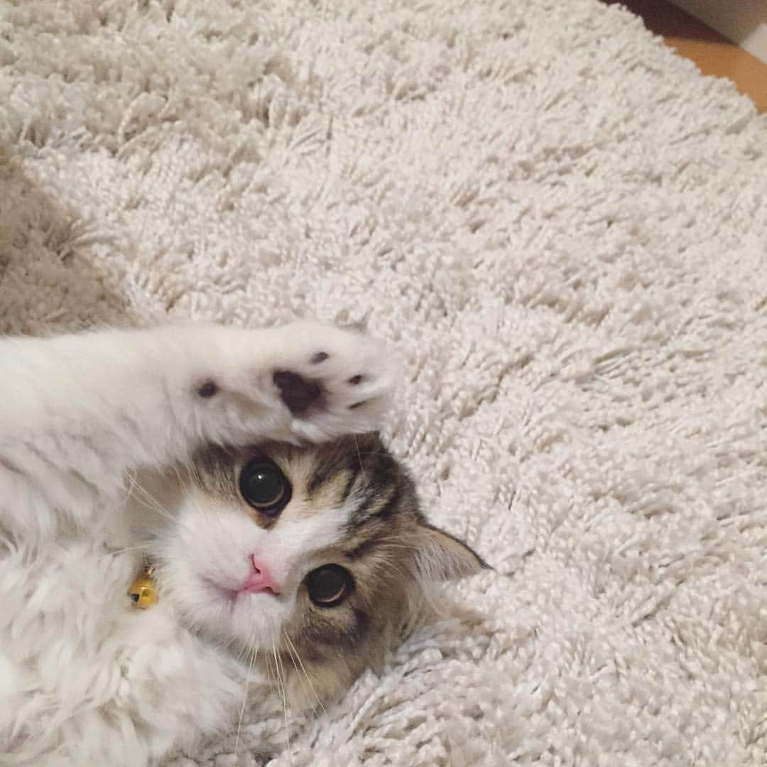 ぽんずのインスタグラム：「おやすみニャ😺」