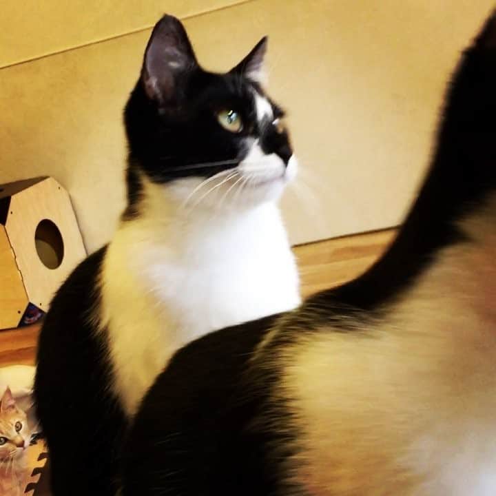 R!Nのインスタグラム：「またまた猫ちゃん。 そっくりさんのお二人。 メロメロすぎて猫ちゃん投稿ばかりですみません。笑 . . #猫 #🐈 #cat #cafe #猫カフェ #メロメロ」