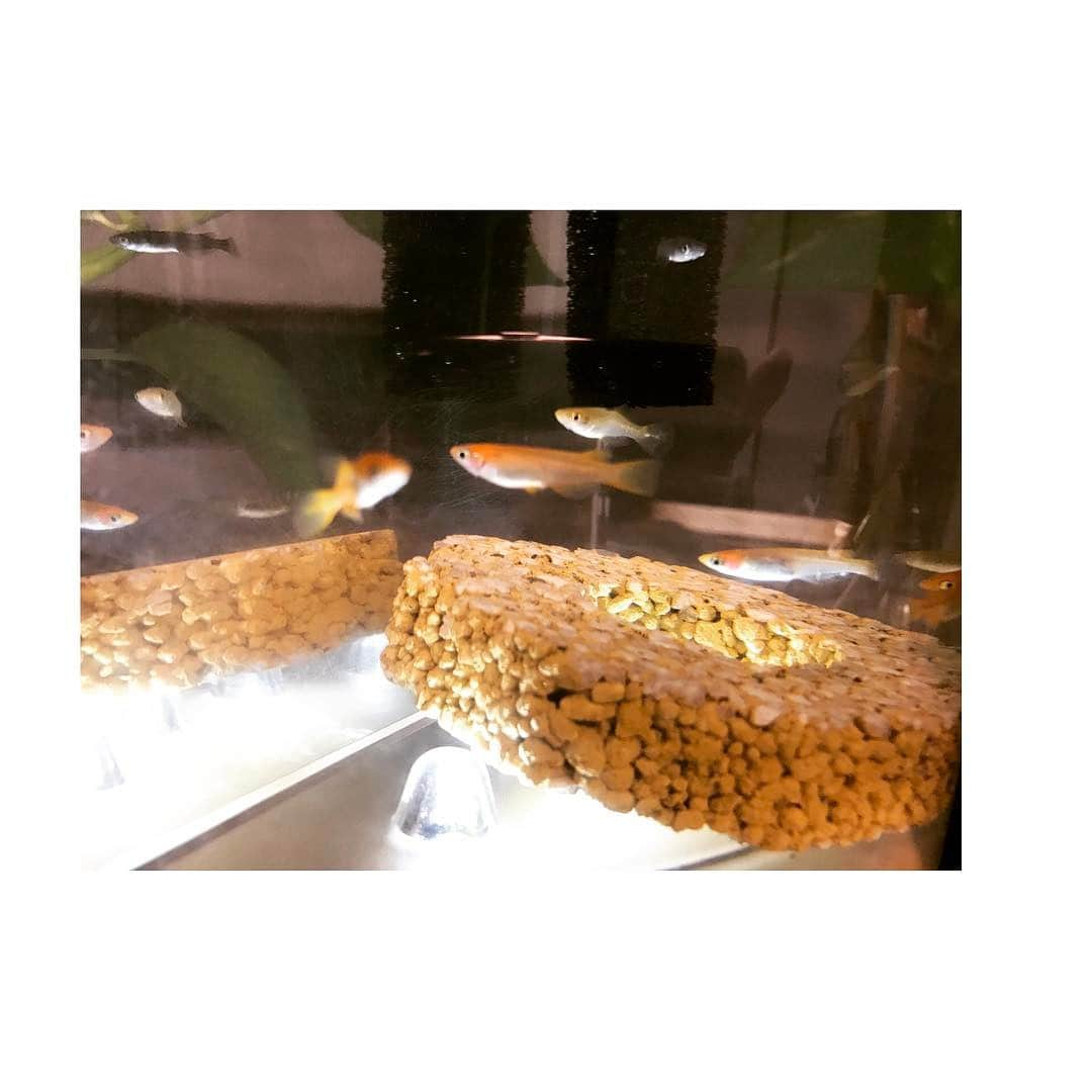 奥仲麻琴さんのインスタグラム写真 - (奥仲麻琴Instagram)「水槽でメダカ飼いはじめました🐟 色んな種類のメダカちゃんが泳いでてかわい。  #メダカ #飼いはじめたってよ #ずっと見てたい #癒される #えびも飼いはじめたってよ」3月3日 16時56分 - okunaka_makoto