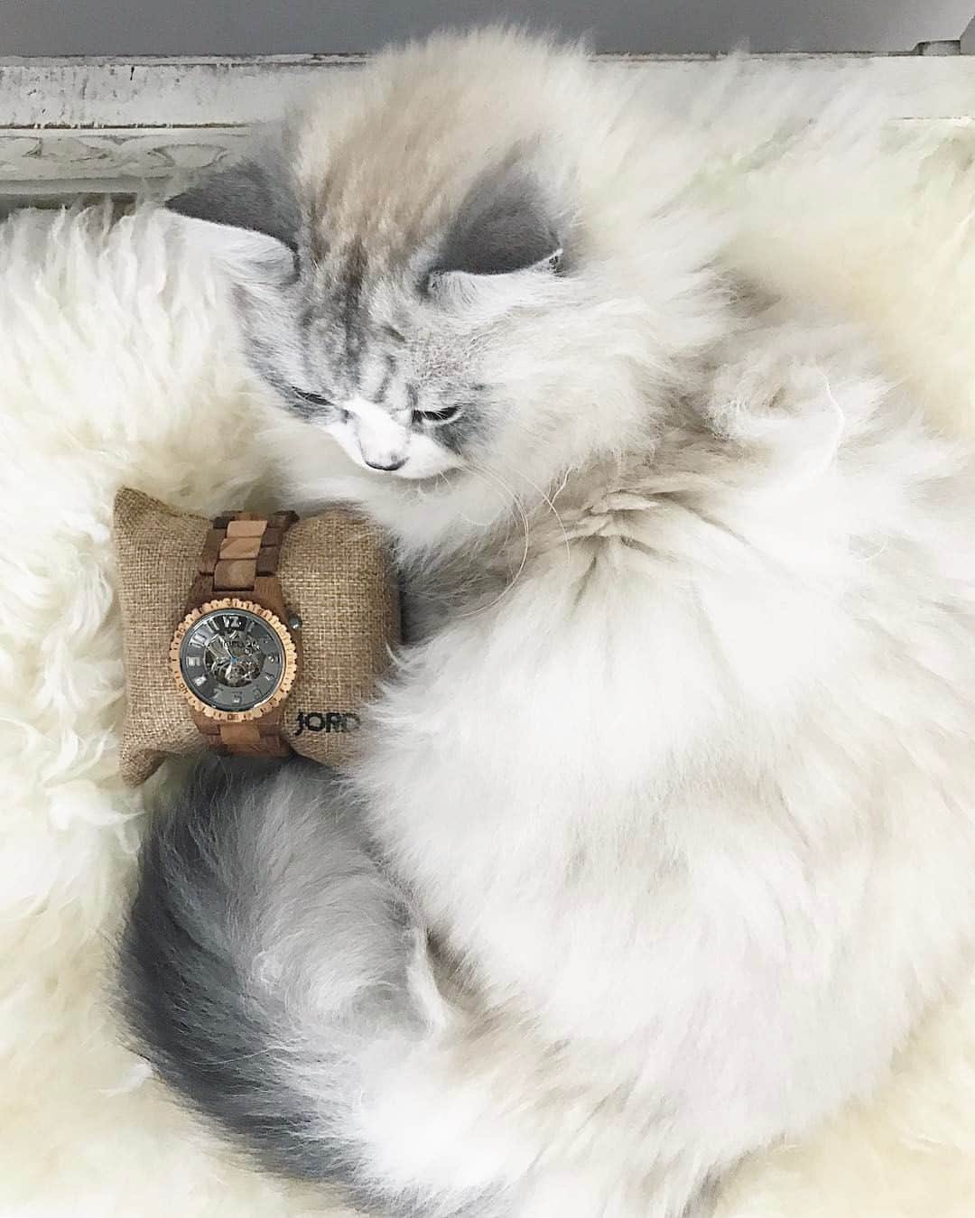 のインスタグラム：「Happy Friday y'all!!!! Who wants to have a little fun??? Mom is running a contest for $100 towards a @jordwatches until 3/12. Everyone who enters will receive a $25 GC. Go to link in profile! Me keeps it warm for you for now!  #woodwatches #jordwatch #ootd」