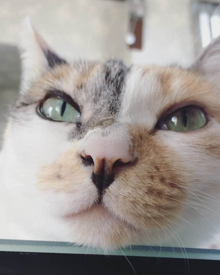 のインスタグラム：「. おやすみなさい💤 . たまには、ストーリーじゃない ねむねむしっぽな🐱 . #ねこ部 #ねこ#しっぽな#保護猫#三毛猫#ふわもこ部 #猫動画 #cat #癒し#catoftheday #catlovers #catsagram」