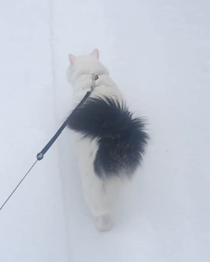 Swedish Cat Mafiaのインスタグラム