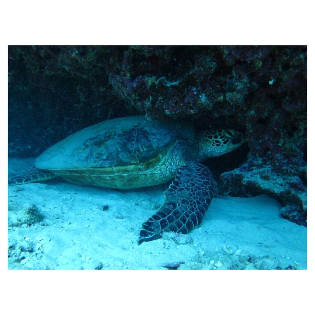 真崎麻衣のインスタグラム：「ダイビングしたら目の前に亀 🐢 💙🐢💙🐢#hawaii #ダイビング#diving」