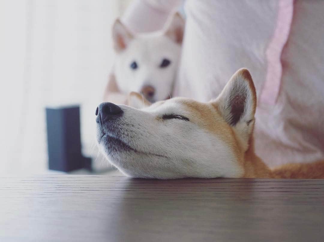 さくぽて（高垣麗子）さんのインスタグラム写真 - (さくぽて（高垣麗子）Instagram)「不思議な体制で寝ているぽてこを見守るさくら😍 #sakupote #さくぽて #さくら #ぽてこ #sakura #poteko #柴犬 #しばいぬ #shiba #inu #shibainu #犬 #dog #豆柴 #love #happy #cute」3月5日 21時00分 - sakupote3