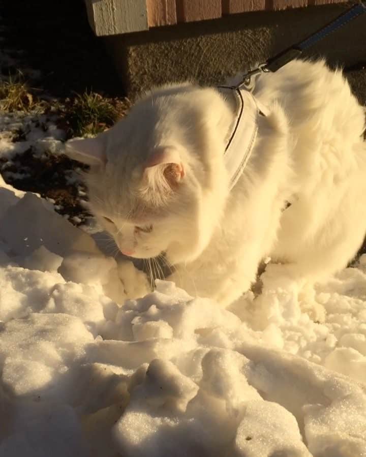 Swedish Cat Mafiaのインスタグラム：「There's no business like SNOW business like no business I know. Everything about it is appealing, everything that nature will allow Nowhere could you get that happy feeling when you are digging in that snow🎶🎶🎵🎶🎵 .」