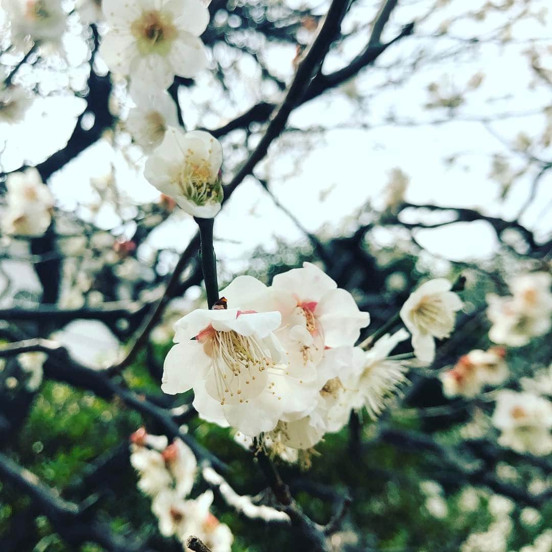 TBSドラマ「カルテット」のインスタグラム：「3月に入って、梅の花が咲いているのを見る事が多くなりました。終わりが近づいて来た感じがします😔#カルテット🎻  #明日8話の放送です #tbs火曜10時 #松たか子 #満島ひかり #高橋一生 #松田龍平」