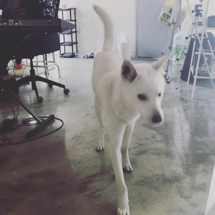 ジョンス のインスタグラム：「강아지에서 짐승이 된 #콜라  강력해졌다 #개스타그램」