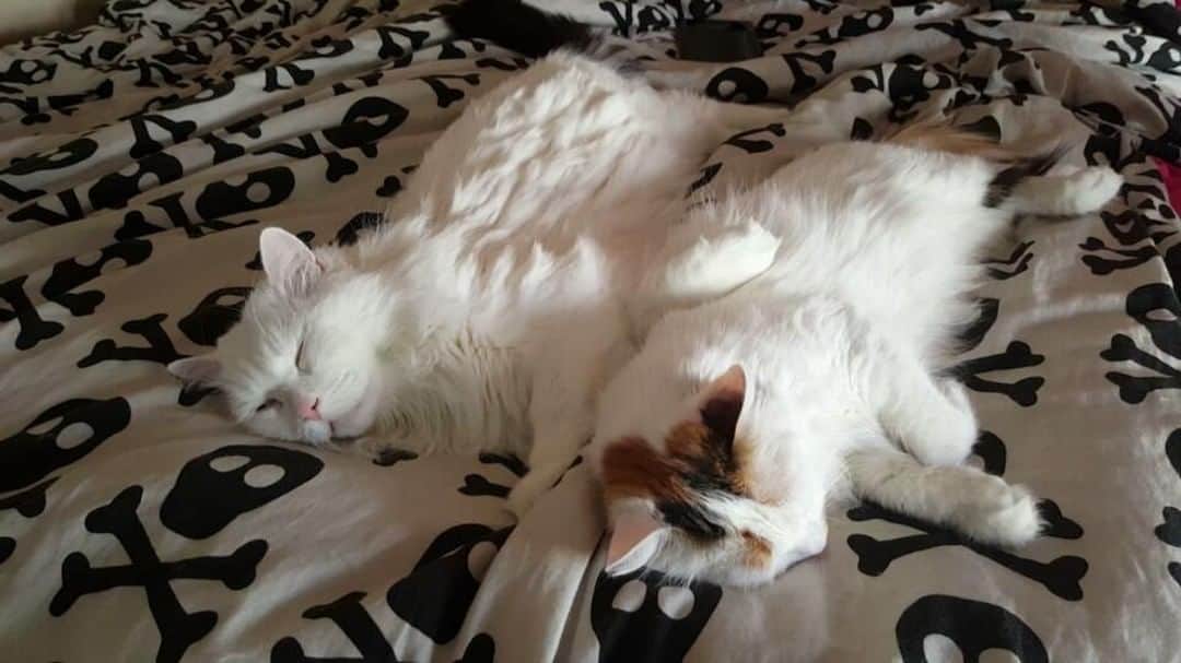 Swedish Cat Mafiaのインスタグラム：「Monday hit us like... .」