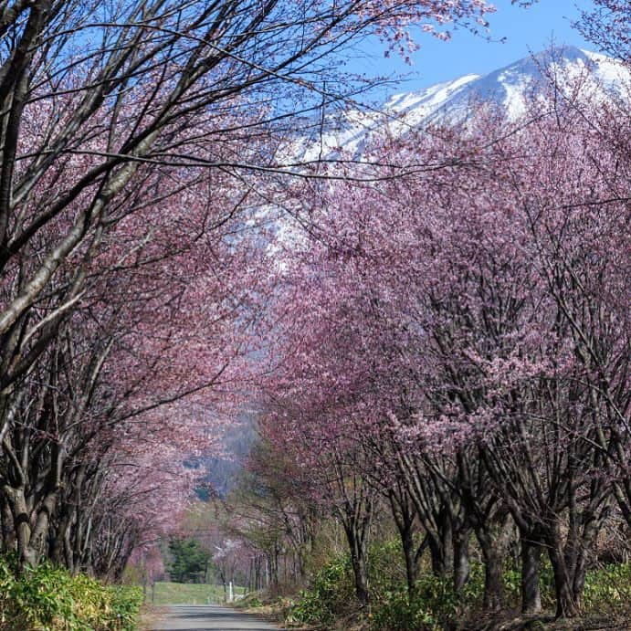 Nippon Zettoc Co.,LTDのインスタグラム：「Spring is just around the corner! #zettocstyle #toothpaste #oralcare #lifestyle #sakura #cherryblossom #spring #beautifulcountryside #vacation #japan #followme #instagood #instalike」