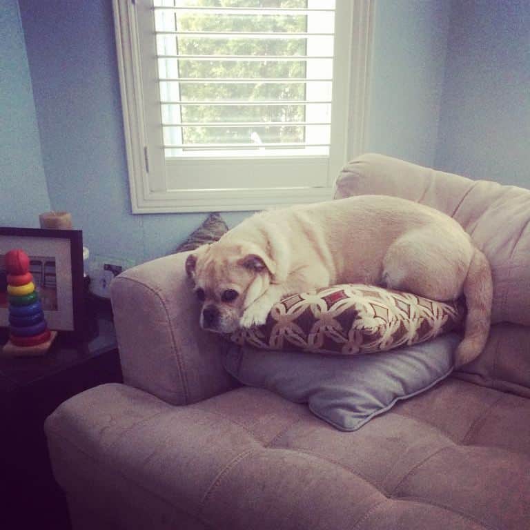 のインスタグラム：「It's a double pillow kinda day. #dogs #dog #puppy #cute #pugsofinstagram #pugs #pug #puglife #pugstagram #dailypug #keelyafternoontea #beoncanadianpugs #pugbasement #flatnosedogsociety #dogsofinstagram #pugtzu #pugtzucrew #pugtzusofinstagram #pugtzus #woofpackbros #rescue #adoptdontshop #buzzfeedanimals」