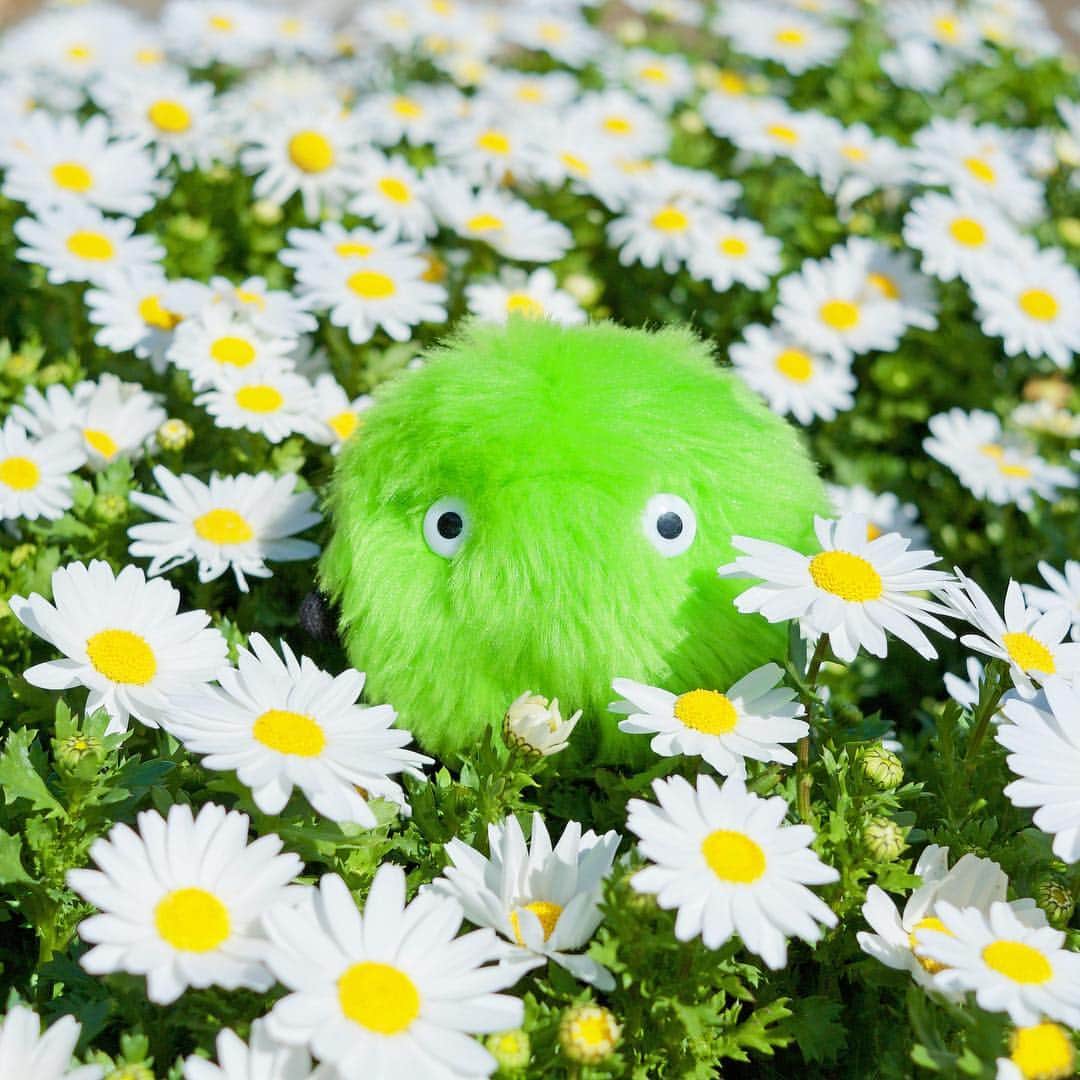 SUUMO公式アカウントさんのインスタグラム写真 - (SUUMO公式アカウントInstagram)「気分は春🌼 #寒いけど #3月 #春 #はすぐそこ #花 #マーガレット #でしょうか #かわいい #flower #もふもふ #SUUMO #スーモ」3月8日 10時56分 - suumo_official