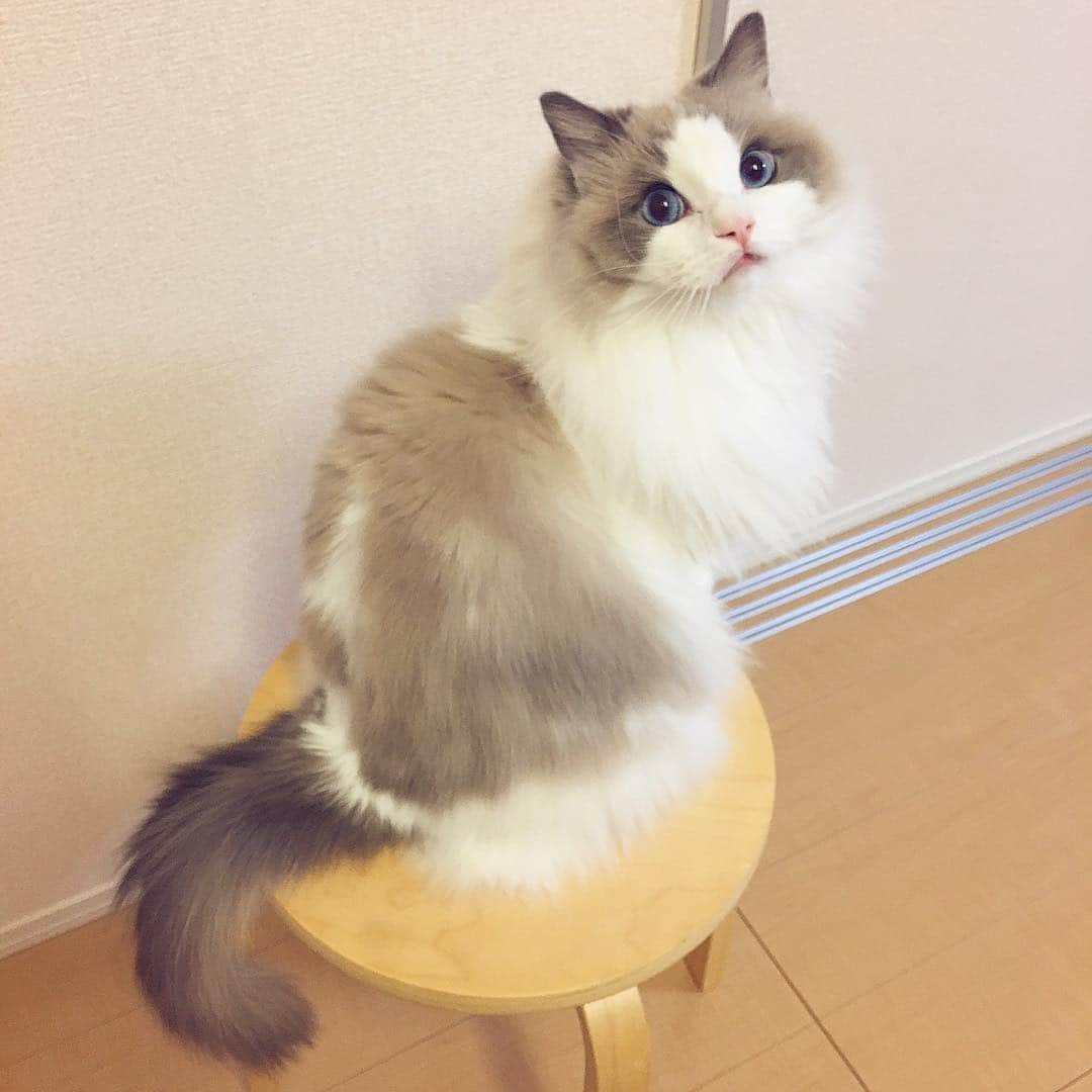ポテトのインスタグラム：「ネコの日イベントギリギリで応募します😆❤️ 名前：ポテト きゅん♡ポイント：長めのアイライン＆ピンクのお鼻＆いつも半開きのお口😂 #3COINSきゅんネコ #ragdoll #ragdollcat #ragdollsofinstagram #instaragdoll #instacat #instagramcats #catsofinstagram #catlove #adorable #aww #pet #cat #neko #ラグドール #猫 #ネコ #ねこ #ねこ部」