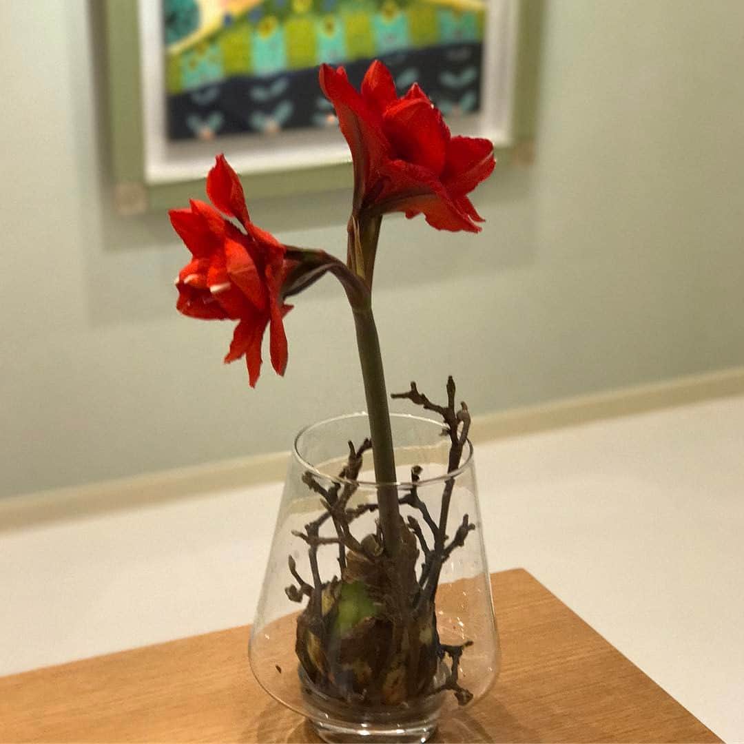 草刈民代さんのインスタグラム写真 - (草刈民代Instagram)「アマリリス もう一つ花が咲きました。 ビックリ！ #草刈民代」3月9日 23時45分 - tamiyo_kusakari_official