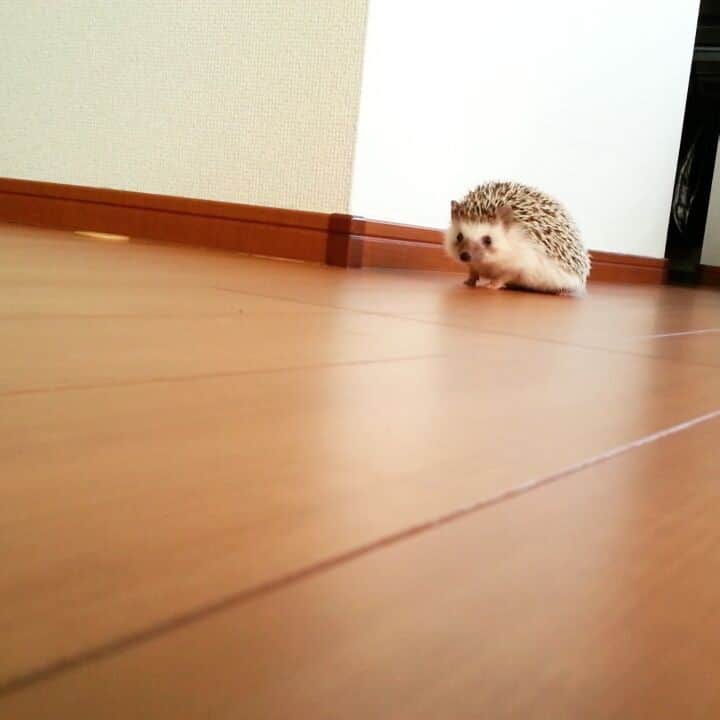 sr_ummのインスタグラム：「ビフダッシュへの道はまだ遠い。  ビフ弟(1歳2ヶ月)は、最近ようやく歩きはじめました。 小さいものがよちよち歩くさまは、ハリネズミも幼児もどちらも可愛らしいものですね。 #ハリネズミ#ビフ#ビフビフ動画」