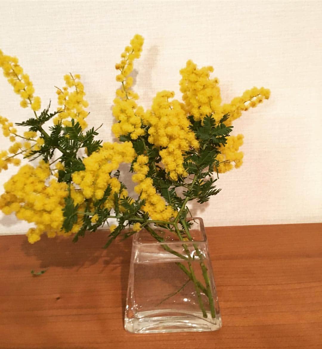 笛木優子のインスタグラム：「おはようございます☀  ミモザやっぱり好き😊✨」
