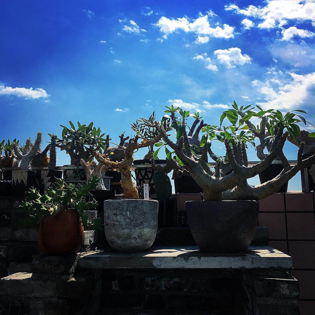 佐田正樹さんのインスタグラム写真 - (佐田正樹Instagram)「むちゃくちゃ天気いいやん。植物全部外出して、全部にたっぷり水やり。 #風 #太陽 #水 #最高 #塊根植物  #caudex  #コーデックス」3月10日 12時11分 - satakisama
