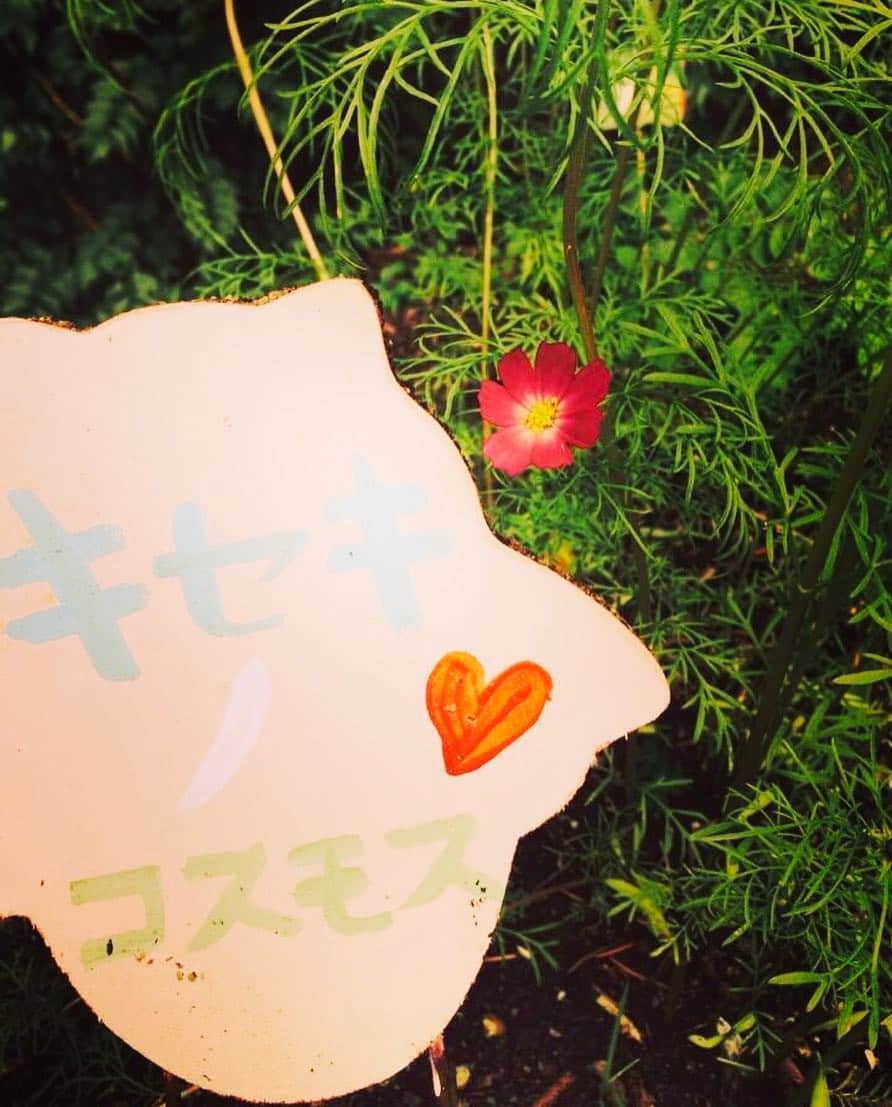 岩隈久志さんのインスタグラム写真 - (岩隈久志Instagram)「3.11。 あの日から６年。 亡くなられた方々のご冥福をお祈り致します。引き続き復興の力になっていきたいと思います。東北の頑張りを胸に僕も頑張ります。写真は震災の数ヶ月後に自力で咲いていた気仙沼のコスモスを発見し、大事に育てた方から知人を介して種をプレゼントして頂き、無事にシアトルに持ち帰ることができ、秋に自宅の庭で咲かせた「気仙沼の奇跡のコスモス」です。 シアトルに居ても、岩隈家はいつも皆さんと一緒です。  March 11th. It’s been 6 years since the Tohoku earthquake happened.  I will continue to help people in Tohoku whatever it takes to revive from the tragedy, and I will also work really hard as a baseball player as people in Tohoku all do to come back from the difficult times.  The picture is “the miracle cosmose” that I planted with my family at home in Seattle. I got its seed from our friend who found the cosmos in Kesennuma, where one of the biggest tsunamis hit at that time, soon after the earthquake occurred and grew with care and love. The Iwakuma family is alway with you all in Tohoku! #311 #tohokuearthquake #東北 #東北復興支援」3月11日 7時46分 - hisashiiwakuma_21