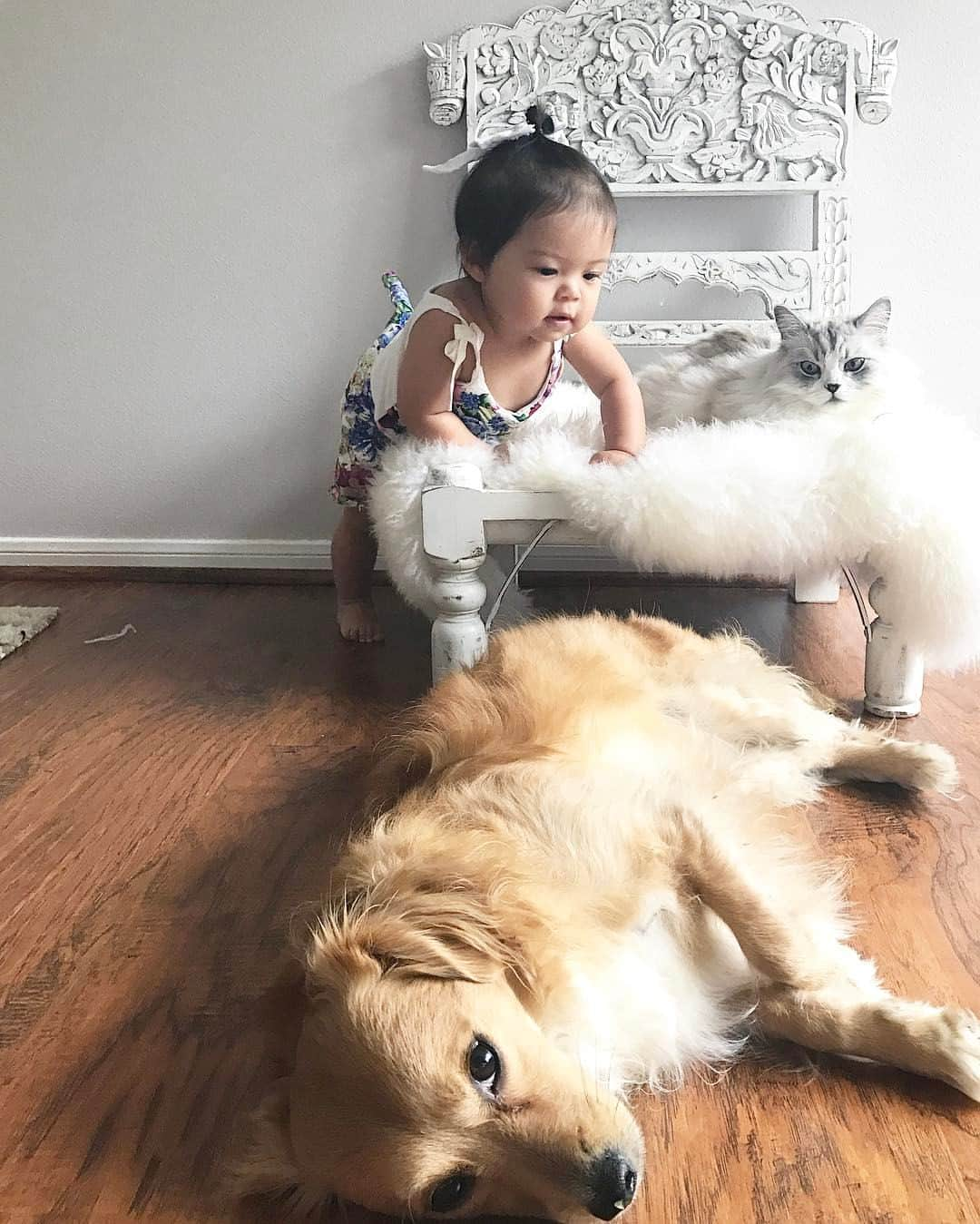 Atlas & Olieさんのインスタグラム写真 - (Atlas & OlieInstagram)「Help! Baby sister is using us a jungle gyms!」3月11日 23時23分 - munchkinandmutt