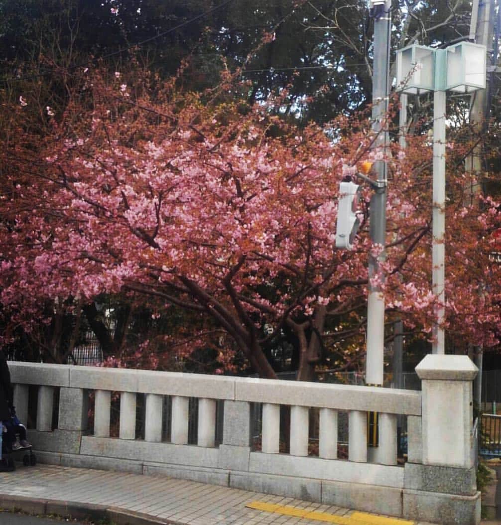 中路紫帆のインスタグラム：「もう桜の季節なのね🌸💓 あら、これ梅なんな？笑  #3月 #桜#梅#どっちかわからない #撮影場所 #京都  #撮影者 #母 #line」