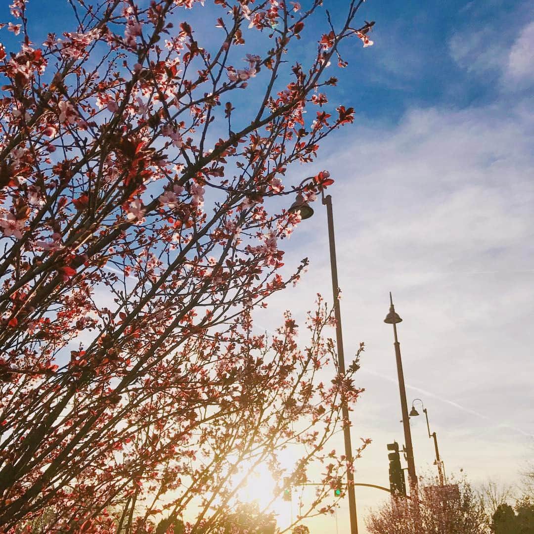 前田健太さんのインスタグラム写真 - (前田健太Instagram)「Plum blossom🌸 梅の花。セドナへ行く前に見つけました。 日本の春を思い出しました。 #spring#az#plumblossom  #桜かと思って写真撮ってたら #梅の花ですって言われた #間違ってた #桜も見たいな #でも桜を見たら #高校の入寮を思い出す」3月12日 11時06分 - 18_maeken