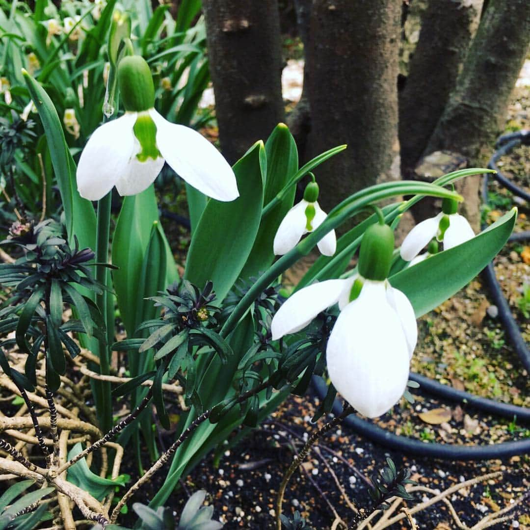 仁科亜季子のインスタグラム：「もうすぐハ〜〜ル〜〜ですねぇー🌷🌷😊😊♪🎶」